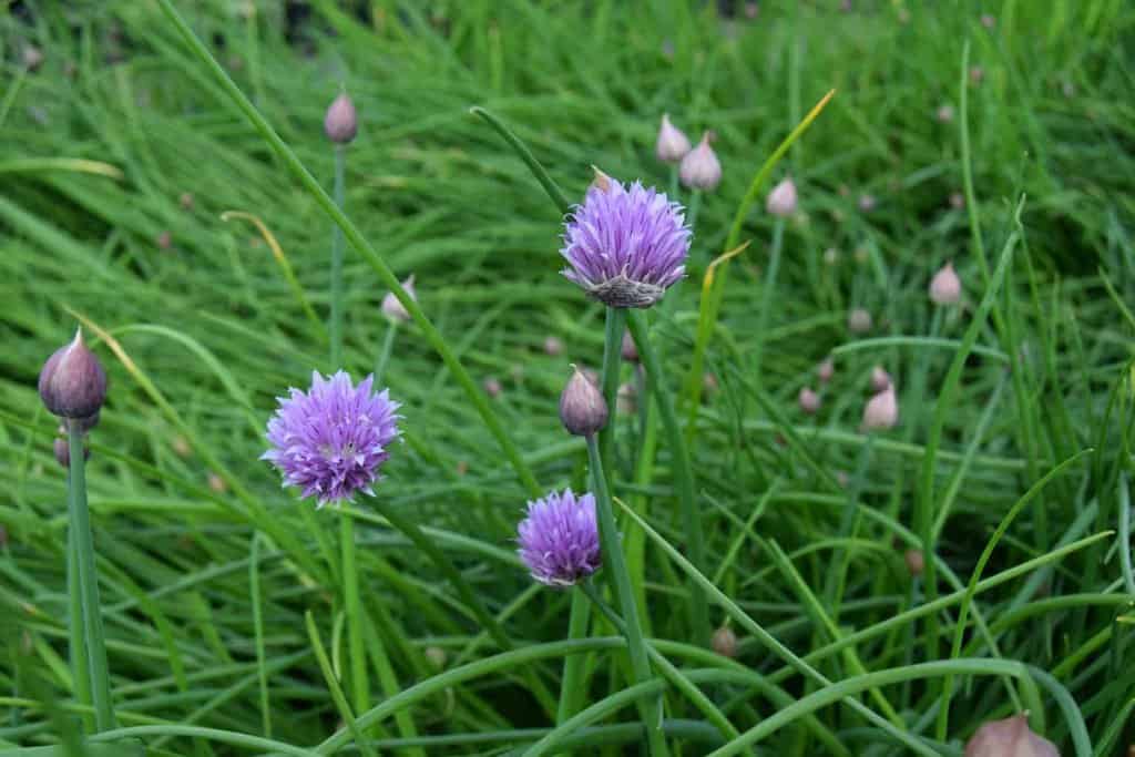 Allium schoenoprasum ---